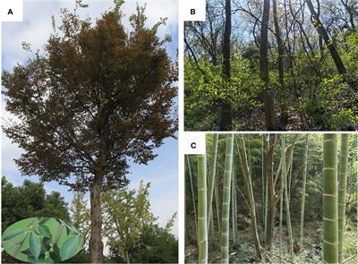 Potentially differential impacts on niche overlap between Chinese endangered Zelkova schneideriana and its associated tree species under climate change
